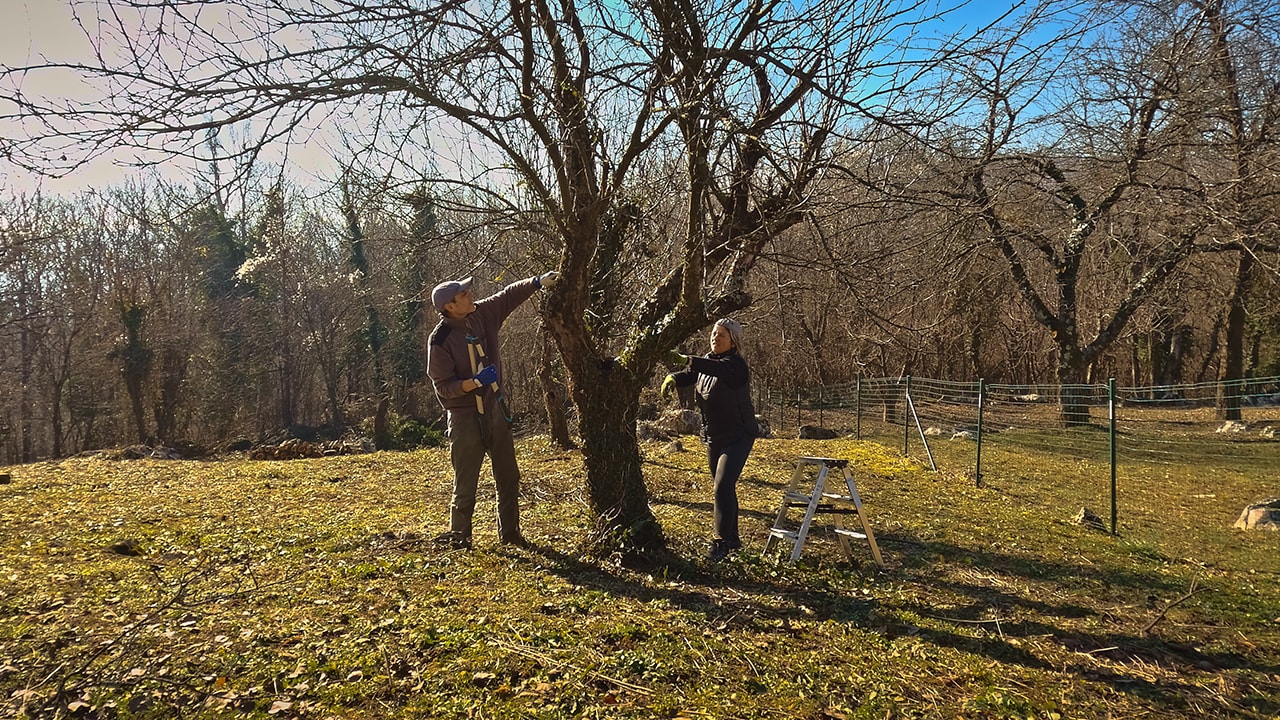 Can We Save Our Trees? Invasive Ivy Has Overgrown our Garden